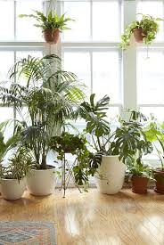 Some even do better in shadier spaces. 8 Houseplants That Can Survive Urban Apartments Low Light And Under Watering Plant Filled Homes Plants Air Filtering Plants Indoor Plants