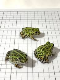 Image result for Pycreus africanus