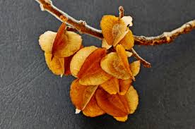 Image result for Combretum pisoniiflorum