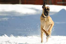 The official converse uk online store offers the complete converse sneaker and clothing collection. Scooby Doo Foto Bild Tiere Haustiere Hunde Bilder Auf Fotocommunity