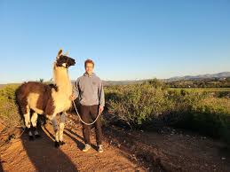 Black Mountain Pack Llamas