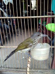 Cucak jenggot mini gacor teler pancingan ampuh buat semua burung. Burung Siri Siri Kecil Lokal Jawa Dan Sumatra Tips Dan Bisnis Seputar Burung