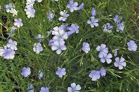 How To Grow Flax For Flowers Seeds And Oil Gardener S Path