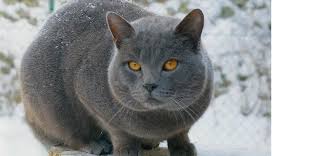 Gri Kedi Cinsleri