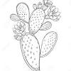 500x370 prickly pear cactus drawing prickly pear cactus 2004 watercolor. 1