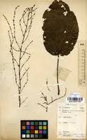Image result for Alchornea cordifolia
