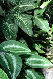 Min S Garden Caladium Lindenii And Schismatoglottis Facebook