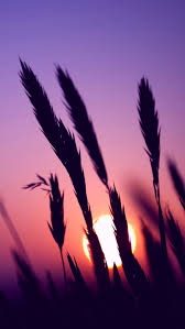 Feel free to use these aesthetic sky computer images as a background for your pc, laptop, android phone, iphone or tablet. Sunset Purple Sky Grass Sunset Purple Sky Background 640x1136 Wallpaper Teahub Io