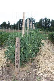 How To Make An Incredible Diy Low Cost Tomato Support With Video Tomato Cage Diy Tomato Cages Tomato Trellis