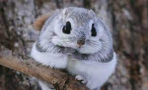 It grows to a length of 20 cm (8 in) and has a membrane connecting its wrists and ankles which enables it to glide from tree to tree. Flying Dwarf Squirrels That Live On An Island In Japan Look Like Giant Cotton Balls The Animal Rescue Site News
