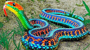 Le plus long serpent du monde retrouvé mort !!! 9 Serpents Les Plus Rares Au Monde Beaux Serpents Serpent Animaux