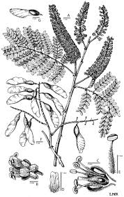 Image result for Pterolobium stellatum