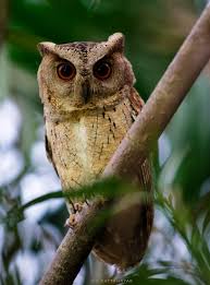 D K Pattanayak on X: Indian Scops Owl (Otus bakkamoena) photographed in my  garden yesterday evening. The owl rotated its head in typical posture of  owls, in the second image. #IndiAves #ThePhotoHour #