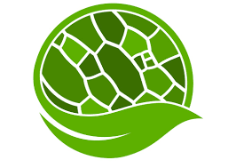 They have specialized peripheral nucleus and other inside the plant cell, each organelle performs a specialized function according to its structure. Do Plant Cells Hold The Roadmap For Surviving Climate Change Carnegie Institution For Science