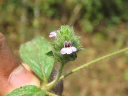 Image result for Nelsonia canescens