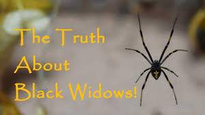 The black widow spider is shy and nocturnal, usually staying hidden in its web, hanging with its belly upward. The Truth About Black Widow Spiders Youtube