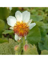 Image result for Sparrmannia