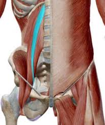 Muscles in the low back, abdomen, buttocks, and hips are all necessary for supporting and stabilizing the spine. Tight Hip Flexors The Root Of All Evil The Functional Movement Club Brookvale