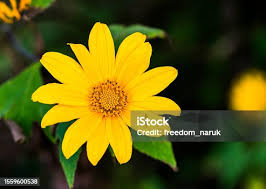 Image result for Tithonia diversifolia