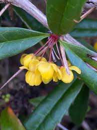 Image result for Berberis julianae
