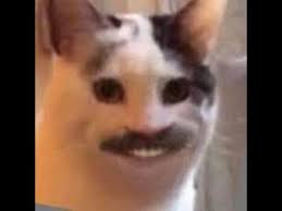 Cursed Cats Meme Youtube Discover more posts about cursed images of cats. cursed cats meme youtube