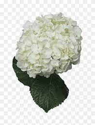 Do panicle hydrangeas make good cut flowers? Hydrangea Png Images Pngwing