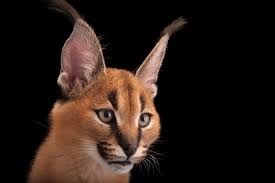 Caracal big cats are native to the dry savannah and woodlands of central, southern, and west africa and can be found also in southwest asia and the middle east. Caracal Facts And Photos