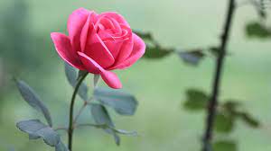 Rose flower image hd and wallpapers. Roses Flowers Pinkrose Garden Nature Pink Flower Pictures Rose Flower Wallpaper Rose Flower Hd