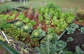 Pin On Homesteading Gardening Helps Hints Etc