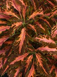 Image result for Coleus rhodesianum