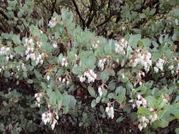 Image result for Monsonia glauca