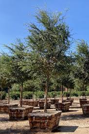 Image result for Ulmus parvifolia