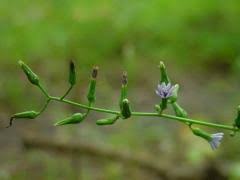 Image result for Lactuca glandulifera