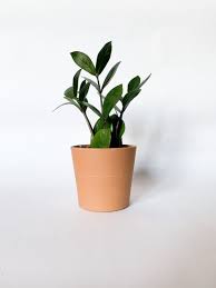 Zamioculcas Zamiifolia Zz Plant 4 Pot Free Etsy Plastic Nursery Pots Plants Terracotta Pots