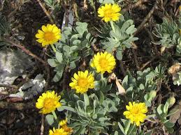 Image result for Hertia