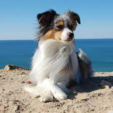 Both girls are looking for a home together in the nashville tn area. Miniature Australian Shepherds Von Der Grube Eupel Posts Facebook