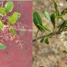 Image result for Phragmanthera usuiensis