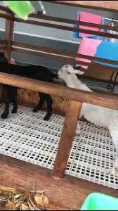 Kandang kambing atas tanah untuk ternakan kambing. Alas Kandang Domba Kambing Stok Terbatas Arenatani Digital Indonesia