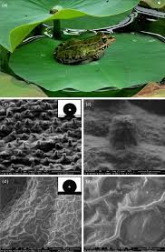C111 spreader canal / frog pond reservoir rsm. A Photo Of A Frog Resting On A Lotus Leaf B C Sem Images Of The Download Scientific Diagram