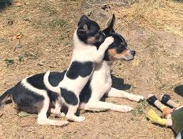 Why Are Dogs Cute Features The Stranger