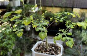 Image result for Adenia stolzii