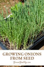 Are onions healthy for babies? How To Grow Onions From Seed