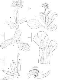 Image result for Kotschya strigosa