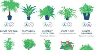 Nasa Says These 18 Plants Are The Best At Naturally