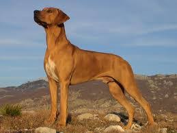 14.05.2014 · rhodesian ridgeback cross boerboel pup noljaq. Rhodesian Ridgeback Boerboel Mix Off 53 Www Usushimd Com