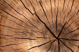 Profit from a hybrid poplar tree farm doubles every two years. How To Churn A Profit On Trees Homestead Hustle