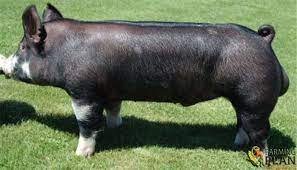 The Berkshire Pig Color Is Black With Six White Dots On Muzzle Tail And One On Each Leg With Small Stiff Ears Its Meat Is Of Berkshire Pigs Pig Pig Breeds