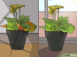 Take your home or garden to a different level with handcrafted artisan pots from spain, exclusively at old time pottery. How To Buy Potted Flowers 14 Steps With Pictures Wikihow