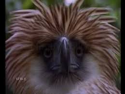 Bird That Sounds Like A Monkey Save The Philippine Eagle Support The Philippine Eagle Foundation Donations To The Philippine Eagle Foundation Philippine Eagle Eagle Animals Wild