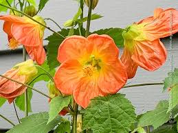 Image result for Abutilon rehmannii